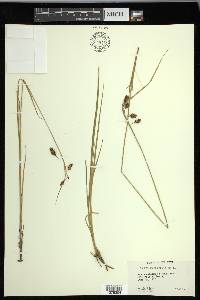 Carex magellanica image