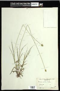 Carex mesochorea image