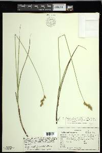 Carex merritt-fernaldii image