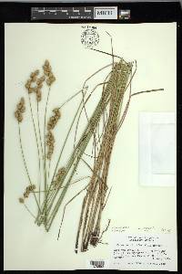 Carex merritt-fernaldii image