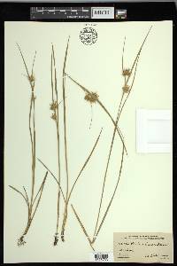 Carex michauxiana image