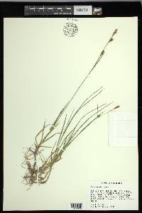 Carex meadii image