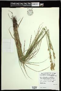 Carex merritt-fernaldii image