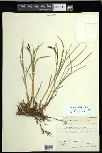 Carex macrochaeta image