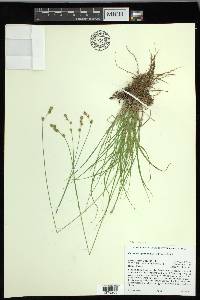 Carex mariposana image