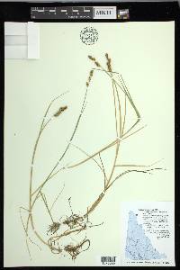 Carex mackenziei image