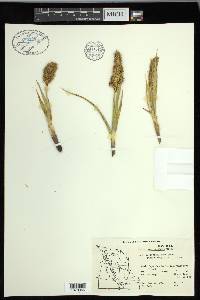 Carex macrocephala image