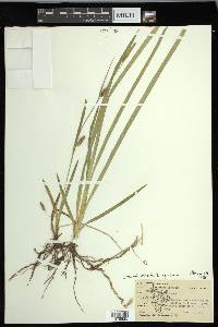 Carex microdonta image