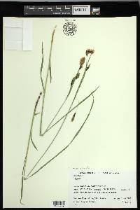 Carex macrochaeta image