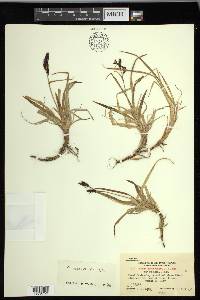 Carex microchaeta image