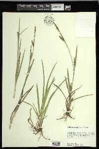 Carex microdonta image