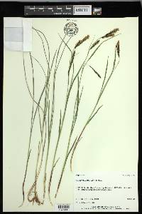 Carex macrochaeta image