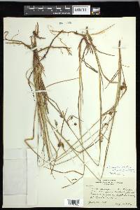 Carex magellanica image