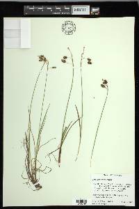 Carex magellanica image