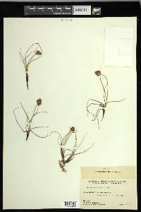 Carex maritima image