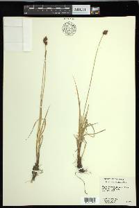 Carex macloviana image