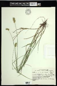 Carex merritt-fernaldii image