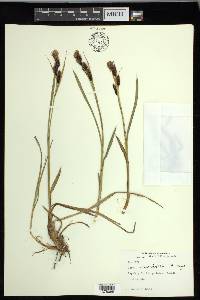 Carex macrochaeta image