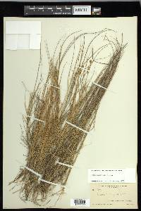 Carex mackenziei image