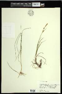 Carex meadii image