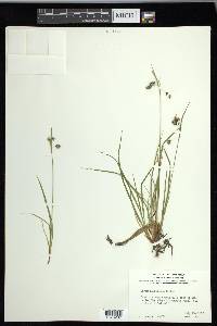 Carex magellanica image