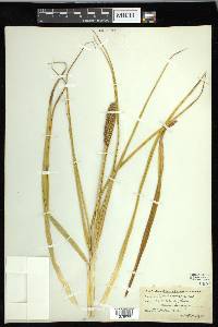 Carex macrocephala image