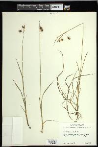 Carex magellanica image