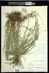 Carex meadii image