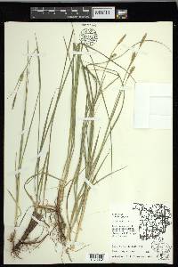 Carex meadii image