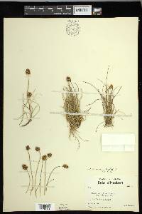 Carex maritima image