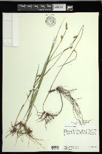 Carex meadii image