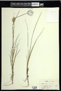 Carex michauxiana image