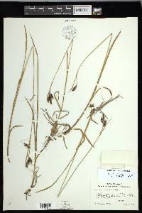 Carex macrochaeta image