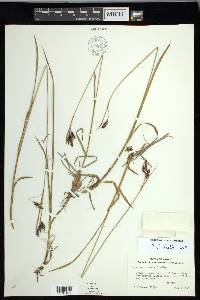 Carex macrochaeta image