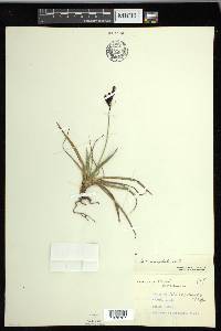 Carex microchaeta image