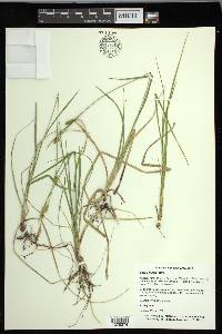 Carex meadii image