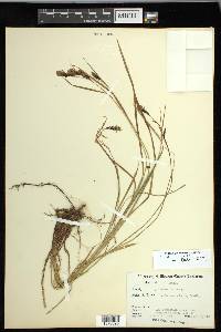 Carex macrochaeta image