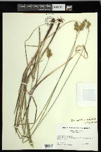 Carex merritt-fernaldii image