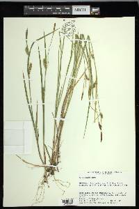 Carex meadii image