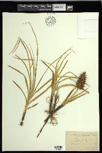 Carex macrocephala image