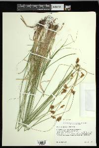 Carex mariposana image