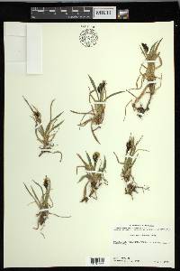 Carex microchaeta image