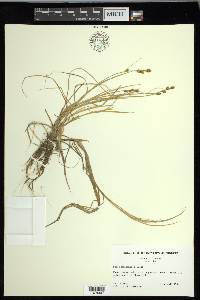 Carex mackenziei image