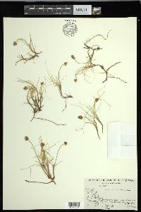 Carex maritima image