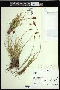 Carex macloviana image