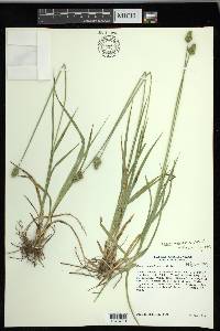 Carex mesochorea image