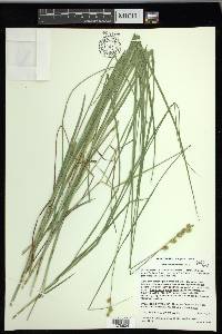 Carex merritt-fernaldii image