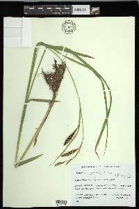 Carex macrochaeta image