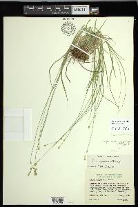 Carex mariposana image