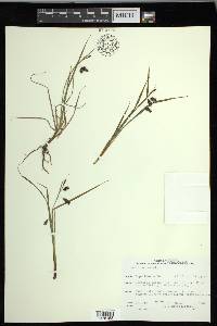 Carex magellanica image